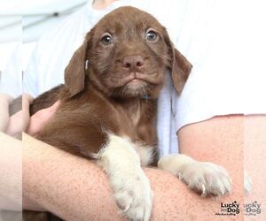 Labrador Retriever-Unknown Mix Dogs for adoption in Washington, DC, USA