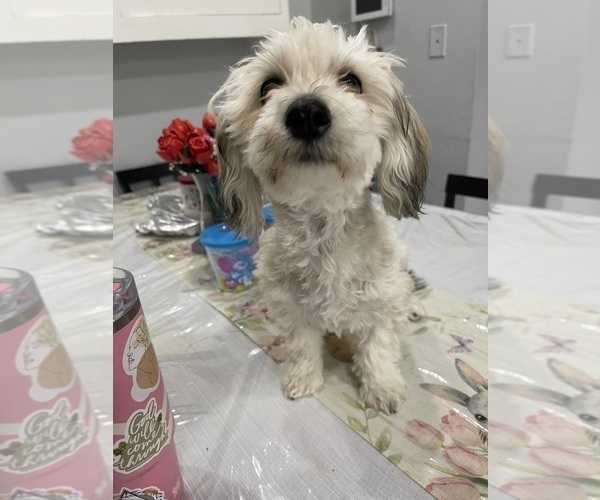 Medium Photo #13 Maltipoo (Miniature) Puppy For Sale in PALMDALE, CA, USA
