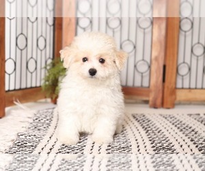 Poochon Puppy for sale in NAPLES, FL, USA