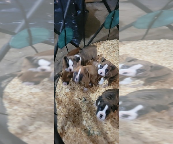 Medium Photo #2 Boxer Puppy For Sale in STAFFORD SPRINGS, CT, USA