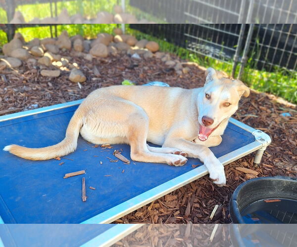 Medium Photo #4 Huskies -Unknown Mix Puppy For Sale in Chico, CA, USA