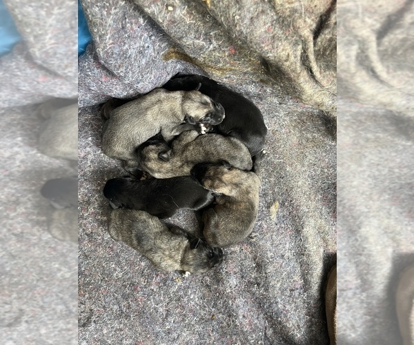 Medium Photo #2 Irish Wolfhound Puppy For Sale in BOUCKVILLE, NY, USA