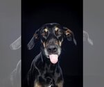 Small Photo #7 Doberman Pinscher-Labrador Retriever Mix Puppy For Sale in Tuscaloosa, AL, USA