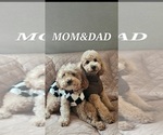 Small Photo #1 Poodle (Toy) Puppy For Sale in LAS VEGAS, NV, USA