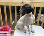 Small #3 English Setter-German Shorthaired Pointer Mix