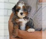 Stella - Female Bernedoodle (Miniature) Puppy for Sale - Photo #4
