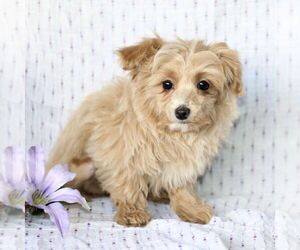 Poovanese Puppy for sale in CHRISTIANA, PA, USA