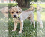 Small Photo #12 Maltese-Unknown Mix Puppy For Sale in Oak Bluffs, MA, USA