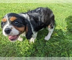 Small Photo #15 Cavalier King Charles Spaniel Puppy For Sale in WOOSTER, OH, USA