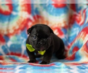 French Bulldog Puppy for sale in LANCASTER, PA, USA