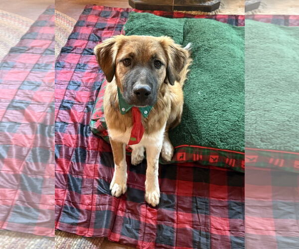 Medium Photo #4 Collie-Unknown Mix Puppy For Sale in Littleton, CO, USA