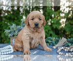 Puppy Lexie Golden Retriever