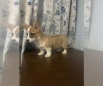 Small #73 Pembroke Welsh Corgi