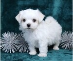 Small #4 Maltese