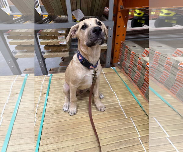 Medium Photo #12 Labrador Retriever-Unknown Mix Puppy For Sale in Germantown, OH, USA