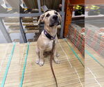 Small #11 Labrador Retriever Mix