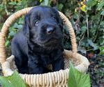 Small #6 Black Russian Terrier