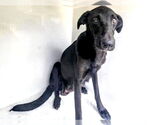 Small #1 Labrador Retriever Mix