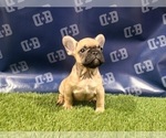 Small Photo #11 French Bulldog Puppy For Sale in DUNCANVILLE, TX, USA