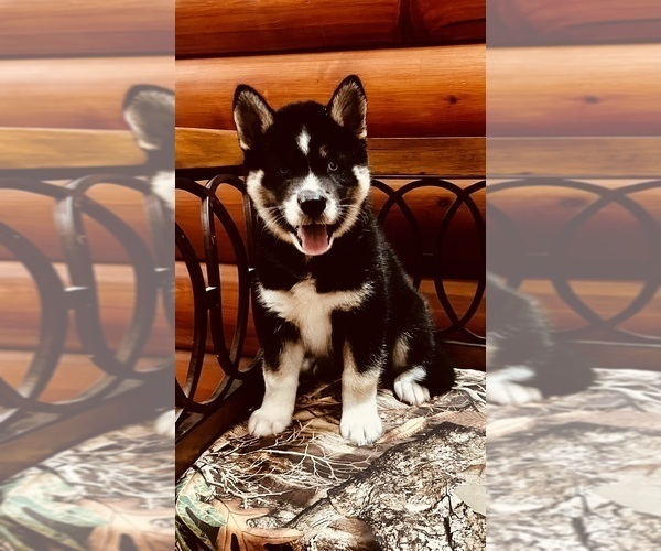 Medium Photo #1 Siberian Husky Puppy For Sale in CLERMONT, FL, USA