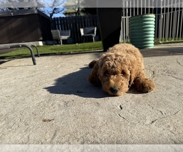 Medium Photo #2 Goldendoodle Puppy For Sale in OAKLAND, CA, USA