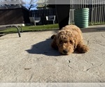 Small #1 Goldendoodle