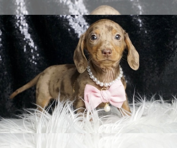 Medium Photo #4 Dachshund Puppy For Sale in WARSAW, IN, USA
