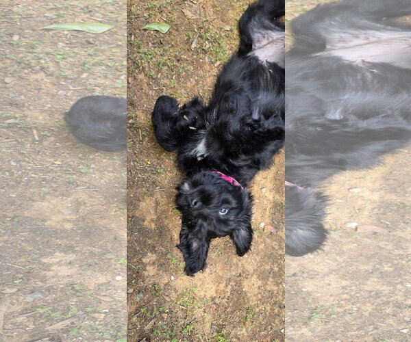Medium Photo #5 Aussiedoodle Puppy For Sale in McDonough, GA, USA