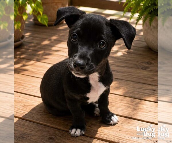 Medium Photo #3 Labrador Retriever-Unknown Mix Puppy For Sale in Washington, DC, USA