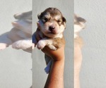 Small Photo #3 German Shepherd Dog-Siberian Husky Mix Puppy For Sale in MANTUA, OH, USA