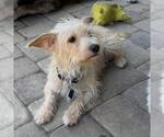 Small #4 Poodle (Miniature) Mix