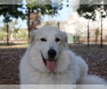 Small Photo #38 Great Pyrenees Puppy For Sale in Spring, TX, USA