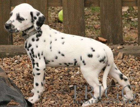 Medium Photo #18 Dalmatian Puppy For Sale in ENID, OK, USA