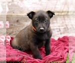 Small #5 Belgian Malinois