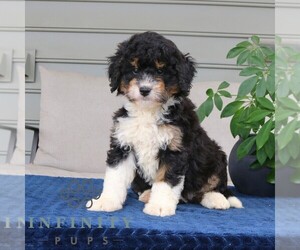 Bernedoodle (Miniature) Puppy for sale in NARVON, PA, USA