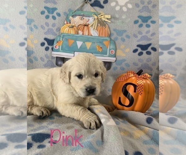 Medium Photo #6 English Cream Golden Retriever Puppy For Sale in DEARBORN, MO, USA