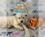 Small Photo #6 English Cream Golden Retriever Puppy For Sale in DEARBORN, MO, USA