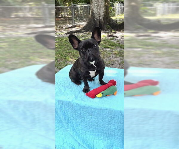 Medium Photo #11 French Bulldog Puppy For Sale in Weston, FL, USA