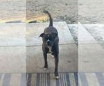 Small #1 Boxer
