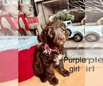 Small Photo #1 Labradoodle Puppy For Sale in CONOVER, NC, USA