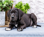 Small #9 Great Dane