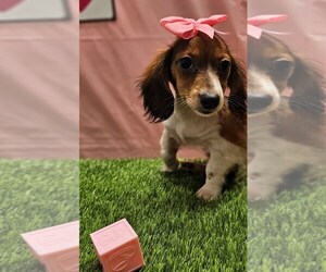Dachshund Puppy for sale in STUART, FL, USA