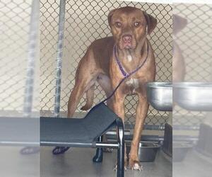 Mutt Dogs for adoption in Sanford, FL, USA