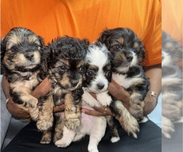 View Ad King Charles Yorkie Litter of Puppies for Sale near Virginia