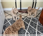 Small #8 Australian Labradoodle