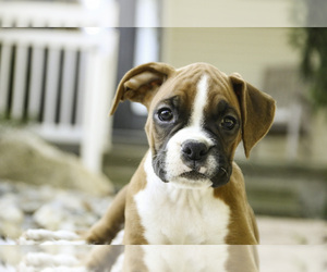 Boxer Puppy for sale in SHIPSHEWANA, IN, USA