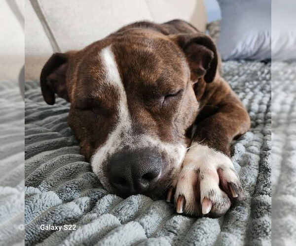 Medium Photo #8 American Staffordshire Terrier Puppy For Sale in Sayreville, NJ, NJ, USA