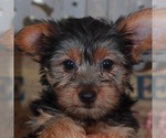 Image preview for Ad Listing. Nickname: Barbie Yorkie