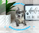 Small #5 French Bulldog