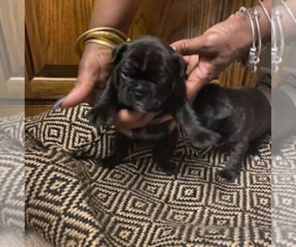 Full screen Photo #4 French Bulldog Puppy For Sale in WEST CHESTER, OH, USA